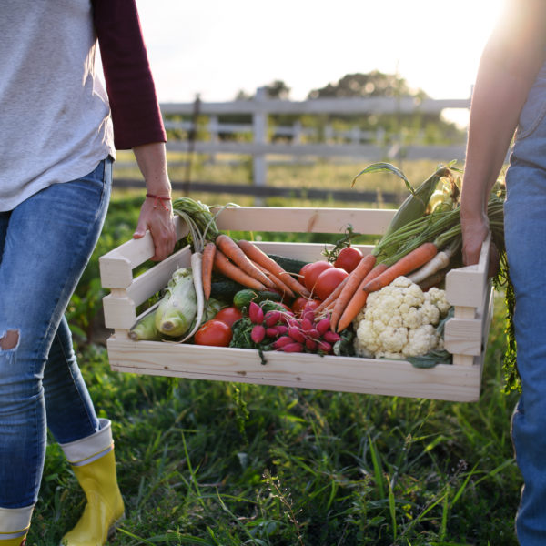 Unrecognizable female farmers carrying crate with homegrown vegetables outdoors at community farm.