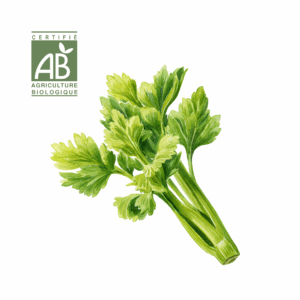 Céleri Branche