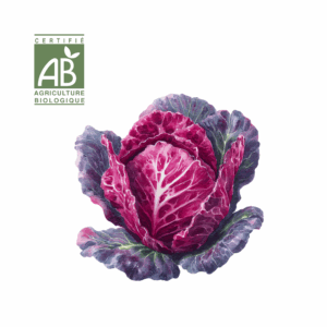 Chou rouge