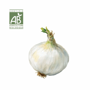 Oignon Jaune et Rouge