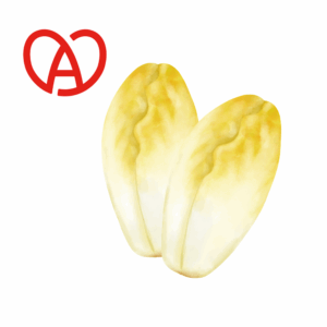 Endive Blanche