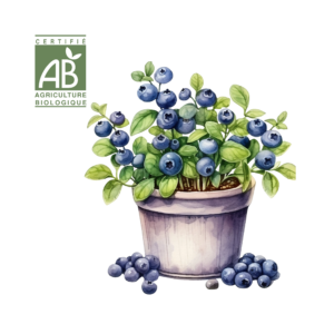 Myrtilles (Bluets)