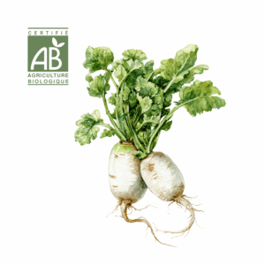 Radis Blanc Daikon